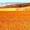 Buğday Tarlası – Anlatı – Eliz Başaran
